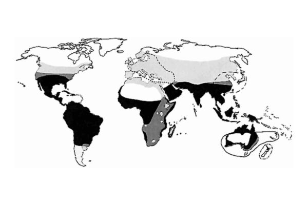 Distribution of the Culex pipiens complex and its sibling species based on maps of Dahl, 35 Belkin, 36 Mattingly and others, 37 and available literature. 12,38,39 Light gray Cx. pipiens; black Cx. quinquefasciatus; dark gray overlapping ranges of Cx. pipiens and Cx. quinquefasciatus; region marked by dotted line Cx. torrentium; region marked by solid line Cx. australicus; region marked by dashed line Cx. pipiens pallens; New Zealand marked by dotted and dashed line Cx. pervigilans.